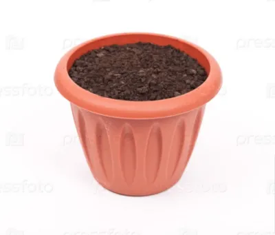 Pachystachys ápolási otthon fotók és videó (pachystachys) Pachystachys ápolási otthon fotók és videó