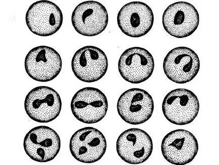 Piroplazmózisra, hogy az ilyen tünetek a babesiosis, Babesia paraziták