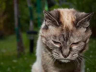 Miért macskák lett agresszív, cikkek (cat) Miért macskák lett agresszív, cikkek