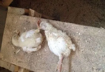 Miért halnak brojler csirkék okait és kezelését, fotó és videó