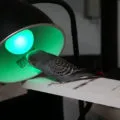 Miért törpepapagáj karcolás (fotó és videó) (karcos) Miért törpepapagáj karcolás (fotó és videó)