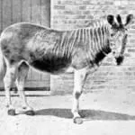 Miért zebra csíkos egyszerű válaszokat bonyolult kérdésekre (miért zebra csíkos) Miért zebra csíkos egyszerű válaszokat bonyolult kérdésekre