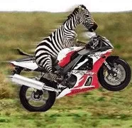 Miért zebra csíkos scisne