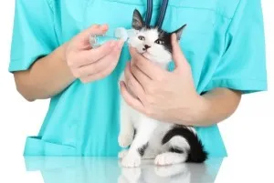 Miért macska szeme a víz, okai és mit kell tenni (ok) Miért macska szeme a víz, okai és mit kell tenni