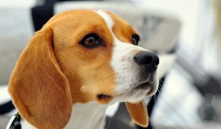 Részletes leírása beagle