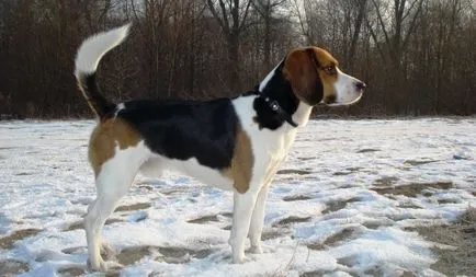 Részletes leírása beagle