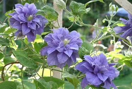 Termékenyítő klematiszokat a buja és hosszú virágzási nyáron (bővített) Termékenyítő klematiszokat a buja és hosszú virágzási nyáron