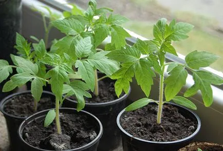 Trágyázás palánták paradicsom és paprika élesztő legjobb receptek (termékenyítő palánták paradicsom paprika élesztő) Termékenyítő palánták paradicsom és paprika élesztő legjobb receptek