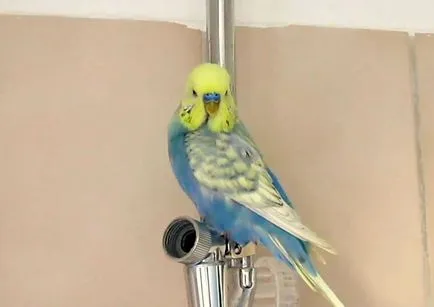 Miért törpepapagáj karcolás (fotó és videó) (hullámos) Miért törpepapagáj karcolás (fotó és videó)