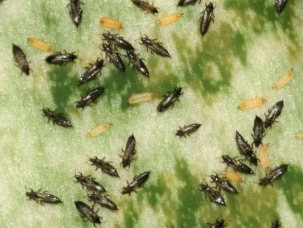 Miért levelek színe fekete cserepes növények - ellenőrzési módszerek