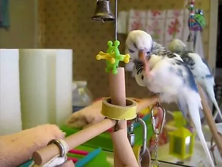 Miért törpepapagáj karcolás (fotó és videó) (karcos) Miért törpepapagáj karcolás (fotó és videó)