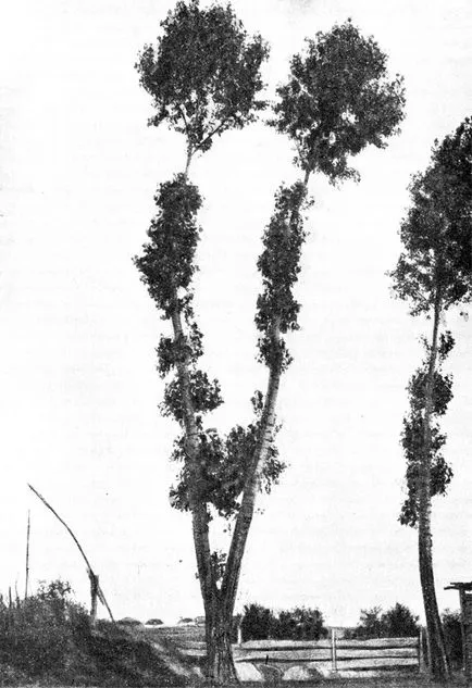 Vesék 1949 g eytingen