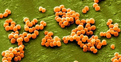 staphylococcus