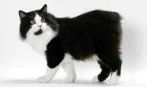 Breed macskák nélkül farok, fotó, leírás, gondoskodás, képességgel, ár