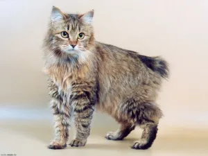 Breed macskák nélkül farok, fotó, leírás, gondoskodás, képességgel, ár