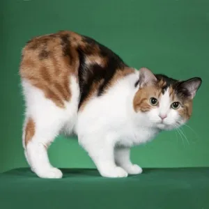 Breed macskák nélkül farok, fotó, leírás, gondoskodás, képességgel, ár