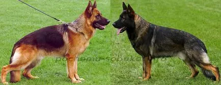 Breed Dog Német juhászkutya - megjelenése, jellege, tanácsot választott kölyök