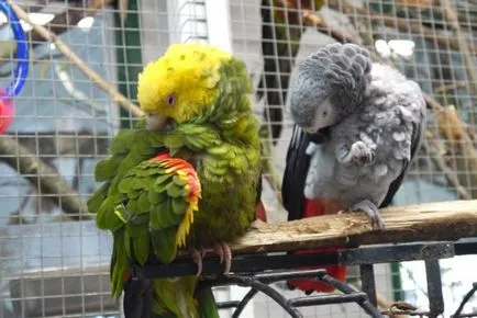 Parrot viszket - mit kell tenni, hogy miért viszket törpepapagáj
