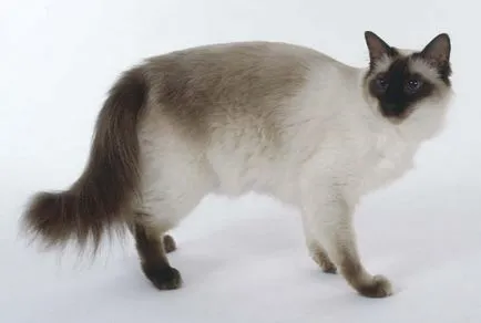 Cat fajták nagy