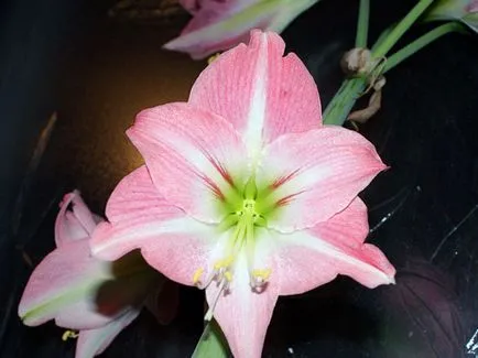 Amaryllis ültetés és ápolási otthon és a kertben; Szaporodás és transzplantációs Amaryllis (Amaryllis) Amaryllis ültetés és ápolási otthon és a kertben; amaryllis szaporítás és az átültetést
