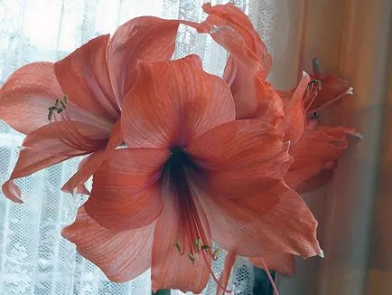 Amaryllis ültetés és ápolási otthon és a kertben; Szaporodás és transzplantációs Amaryllis (desztilláció) Amaryllis ültetés és ápolási otthon és a kertben; amaryllis szaporítás és az átültetést