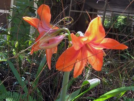 Amaryllis ültetés és ápolási otthon és a kertben; Szaporodás és transzplantációs Amaryllis (leszállás) Amaryllis ültetés és ápolási otthon és a kertben; amaryllis szaporítás és az átültetést
