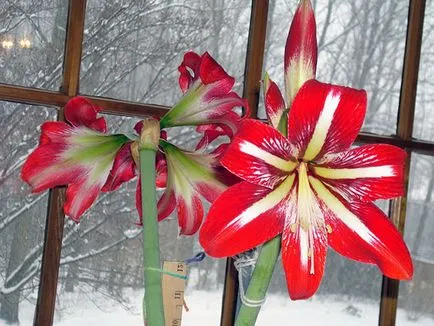Amaryllis ültetés és ápolási otthon és a kertben; Szaporodás és transzplantációs Amaryllis (Amaryllis) Amaryllis ültetés és ápolási otthon és a kertben; amaryllis szaporítás és az átültetést