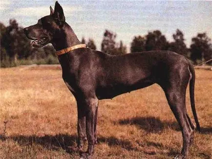 Fajta kutya - kutya