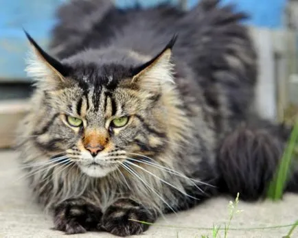 Cat fajták nagy