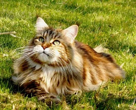 Cat fajták nagy