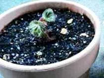 Ültetés begónia gumó, hogyan tegye gumós begónia szobanövények (Begonia) Ültetés begónia gumó, hogyan tegye gumós begónia szobanövények