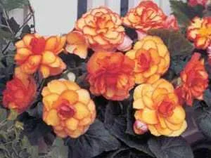 Ültetés begónia gumó, hogyan tegye gumós begónia szobanövények (Begonia) Ültetés begónia gumó, hogyan tegye gumós begónia szobanövények