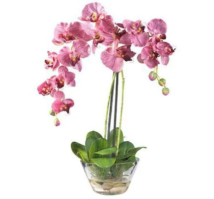 Megfelelő gondoskodás az orchidea a vásárlást követően egy boltban