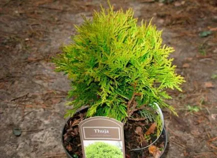 Ültetés arborvitae tavasszal, hogyan és mikor helyesen ültetett a földbe, az átültetést felnőttkori, gondoskodás, metszés, (transzplantációs) Ültetés arborvitae tavasszal, hogyan és mikor helyesen ültetett a földbe, az átültetést felnőttkori, gondoskodás, metszés,