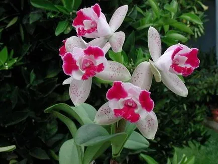 Megfelelő gondoskodás az orchidea a vásárlást követően egy boltban