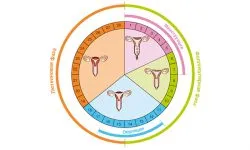 Az időtartam a menstruációs ciklus, különösen a kiszámítása a norma (ciklus) Az időtartam a menstruációs ciklus jellemzői számítási szabályok