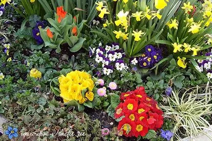 Primula évelő kerti