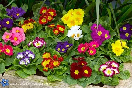 Primula évelő kerti