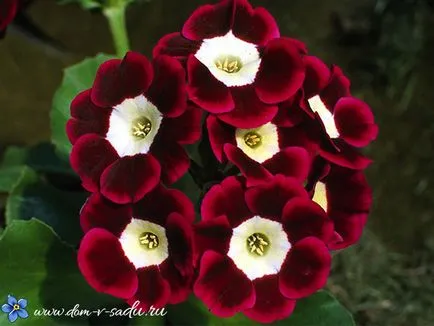 Primula évelő kerti
