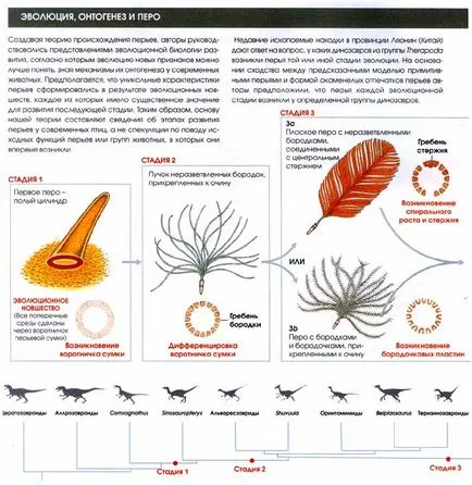 evolúció problémák