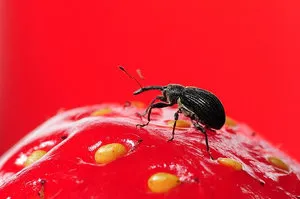 Megelőzési és ellenőrzési módszerek Weevil epret