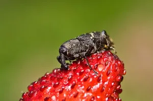 Megelőzési és ellenőrzési módszerek Weevil epret