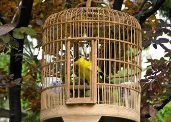 Sárgarigó Bird - leírás, élőhely, faj, fotó és videó, ének rátét