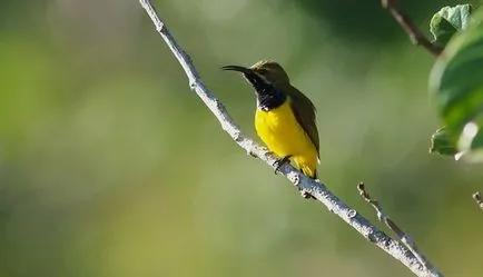 Sárgarigó Bird - leírás, élőhely, faj, fotó és videó, ének rátét