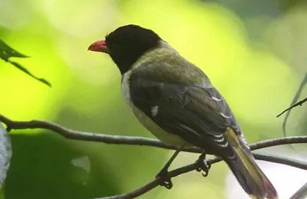 Sárgarigó Bird - leírás, élőhely, faj, fotó és videó, ének rátét