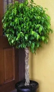 Írja le, hogyan alkotnak egy korona pet Ficus benjamina (korona) Mondja el nekünk, hogyan alkotnak a koronát a kisállat Ficus benjamina