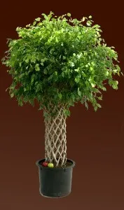 Írja le, hogyan alkotnak egy korona Ficus benjamina kedvenc (kedvenc) Mondja el nekünk, hogyan alkotnak a koronát a kisállat Ficus benjamina