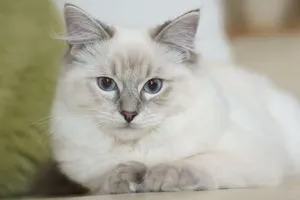 Mi meg fogja érteni, milyen fajta macska a leginkább kedves és gyengéd