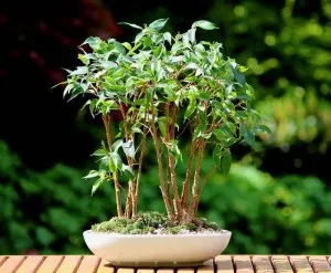 Írja le, hogyan alkotnak egy korona Ficus benjamina kedvenc (kedvenc) Mondja el nekünk, hogyan alkotnak a koronát a kisállat Ficus benjamina