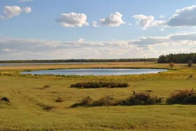 Plains jellemzői és típusai